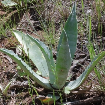 Aloe sp. at Dryandra St Woodland - 17 Oct 2020 by ConBoekel