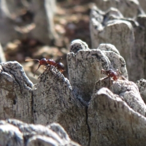 Papyrius nitidus at Symonston, ACT - suppressed