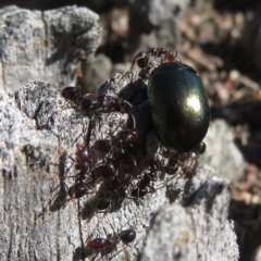 Papyrius nitidus at Symonston, ACT - 12 Oct 2020