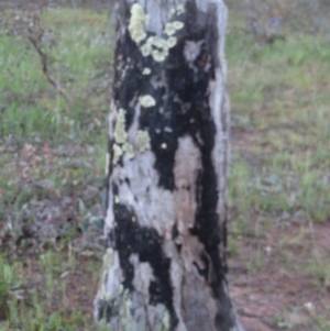 Papyrius nitidus at Symonston, ACT - suppressed