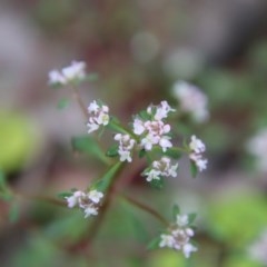 Poranthera microphylla (Small Poranthera) at Budawang, NSW - 14 Oct 2020 by LisaH