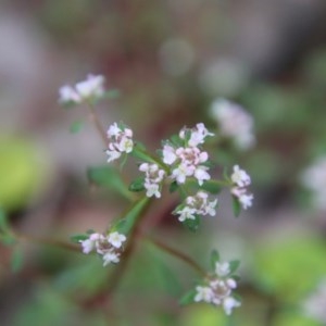 Poranthera microphylla at Budawang, NSW - 14 Oct 2020