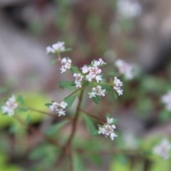 Poranthera microphylla at Budawang, NSW - 14 Oct 2020