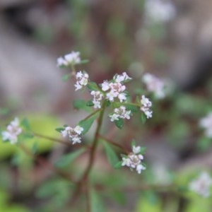 Poranthera microphylla at Budawang, NSW - 14 Oct 2020