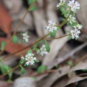 Poranthera microphylla at Budawang, NSW - 14 Oct 2020 04:22 PM