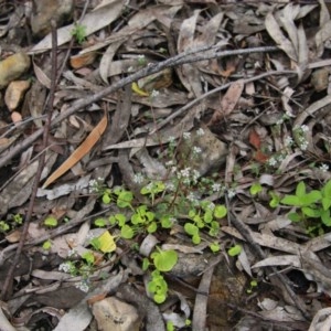 Poranthera microphylla at Budawang, NSW - 14 Oct 2020 04:22 PM