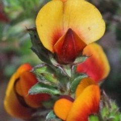 Pultenaea procumbens (Bush Pea) at Dryandra St Woodland - 16 Oct 2020 by ConBoekel