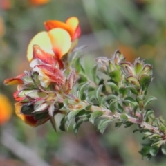 Pultenaea procumbens at O'Connor, ACT - 17 Oct 2020 10:30 AM