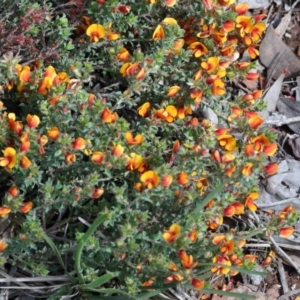 Pultenaea procumbens at O'Connor, ACT - 17 Oct 2020