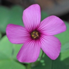 Oxalis articulata (Shamrock) at Dryandra St Woodland - 20 Oct 2020 by ConBoekel