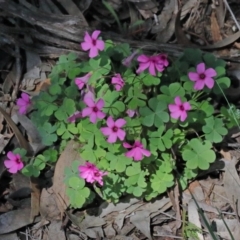 Oxalis articulata at O'Connor, ACT - 20 Oct 2020