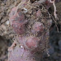 Oxalis articulata at O'Connor, ACT - 20 Oct 2020