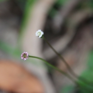 Lagenophora stipitata at Budawang, NSW - 14 Oct 2020