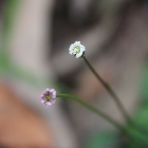 Lagenophora stipitata at Budawang, NSW - 14 Oct 2020