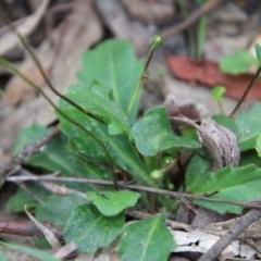 Lagenophora stipitata at Budawang, NSW - 14 Oct 2020