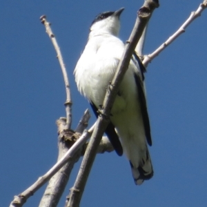 Lalage tricolor at Turner, ACT - 13 Oct 2020 04:14 PM