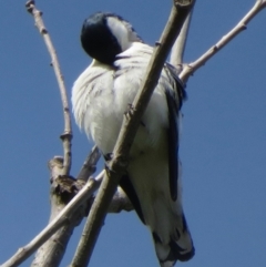 Lalage tricolor at Turner, ACT - 13 Oct 2020 04:14 PM