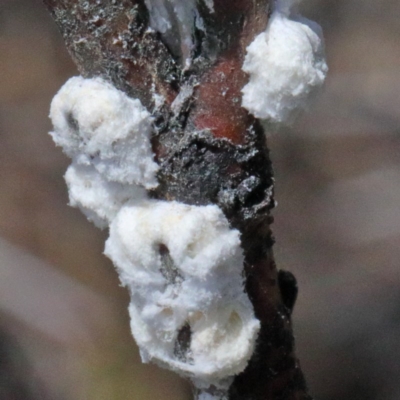 Pseudococcidae sp. (family) (A mealybug) at Dryandra St Woodland - 16 Oct 2020 by ConBoekel