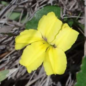 Goodenia hederacea subsp. hederacea at O'Connor, ACT - 17 Oct 2020