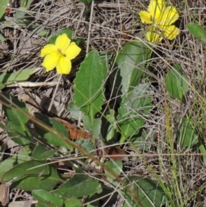 Goodenia hederacea subsp. hederacea at O'Connor, ACT - 17 Oct 2020