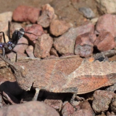 Goniaea opomaloides (Mimetic Gumleaf Grasshopper) at Dryandra St Woodland - 16 Oct 2020 by ConBoekel