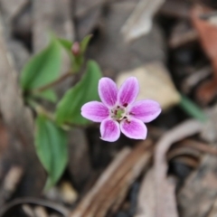 Schelhammera undulata (Lilac Lily) at Budawang, NSW - 14 Oct 2020 by LisaH