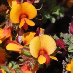 Pultenaea procumbens (Bush Pea) at O'Connor, ACT - 17 Oct 2020 by ConBoekel