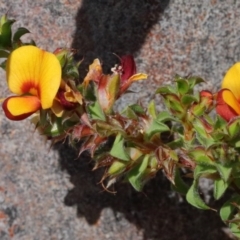 Pultenaea procumbens at O'Connor, ACT - 17 Oct 2020