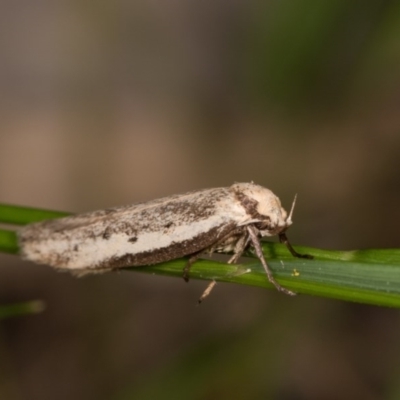 Philobota lysizona (A concealer moth) at Melba, ACT - 12 Oct 2020 by kasiaaus