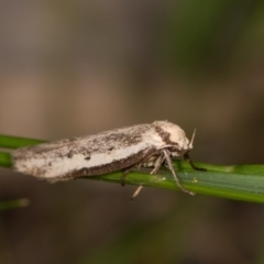 Philobota lysizona (A concealer moth) at Melba, ACT - 12 Oct 2020 by kasiaaus