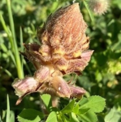 Orobanche minor (Broomrape) at Griffith Woodland - 13 Oct 2020 by AlexKirk