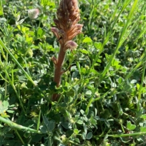 Orobanche minor at Griffith, ACT - 13 Oct 2020