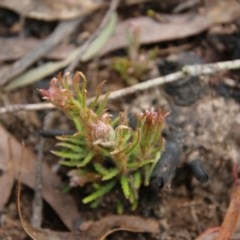 Banksia spinulosa (Hairpin Banksia) at Budawang, NSW - 14 Oct 2020 by LisaH