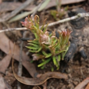 Banksia spinulosa at Budawang, NSW - 14 Oct 2020