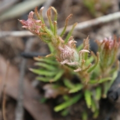 Banksia spinulosa at Budawang, NSW - 14 Oct 2020