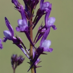 Linaria pelisseriana at Rossi, NSW - 18 Oct 2020