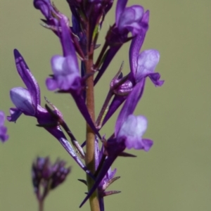 Linaria pelisseriana at Rossi, NSW - 18 Oct 2020