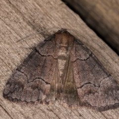 Dysbatus undescribed species (A Line-moth) at Melba, ACT - 12 Oct 2020 by kasiaaus