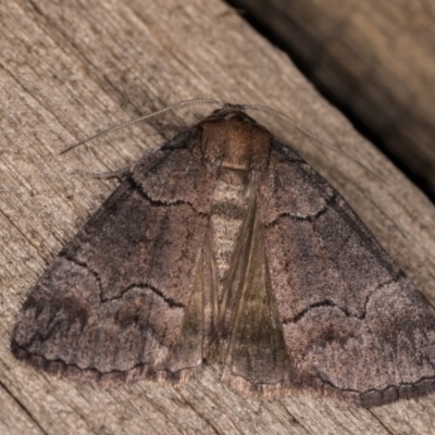 Dysbatus undescribed species (A Line-moth) at Melba, ACT - 12 Oct 2020 by kasiaaus