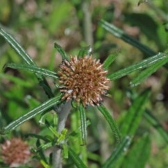 Euchiton sphaericus (Star Cudweed) at Dryandra St Woodland - 16 Oct 2020 by ConBoekel