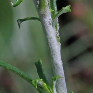 Euchiton sphaericus at O'Connor, ACT - 17 Oct 2020