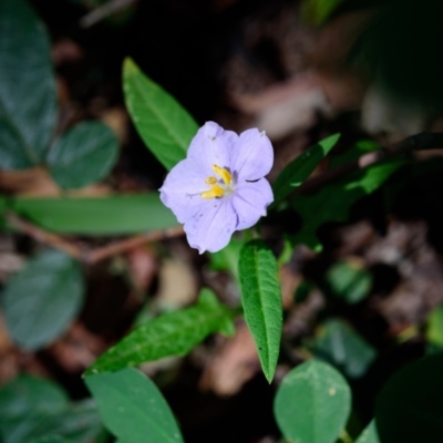 Solanum vescum (Green Kangaroo Apple) at Bundanoon, NSW - 18 Oct 2020 by Boobook38