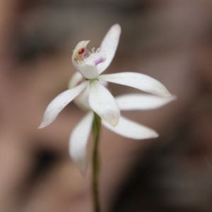 Caladenia ustulata at Budawang, NSW - 14 Oct 2020