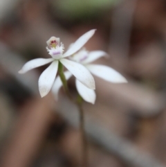 Caladenia ustulata at Budawang, NSW - suppressed