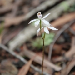 Caladenia ustulata at Budawang, NSW - 14 Oct 2020