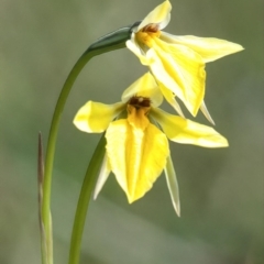 Diuris amabilis (Large Golden Moth) at Rossi, NSW - 18 Oct 2020 by SthTallagandaSurvey