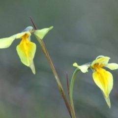 Diuris amabilis at Rossi, NSW - 18 Oct 2020