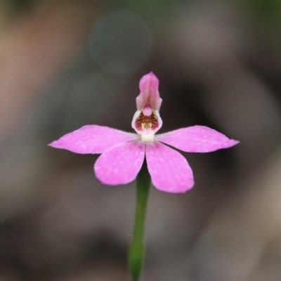 Caladenia carnea (Pink Fingers) at Budawang, NSW - 14 Oct 2020 by LisaH