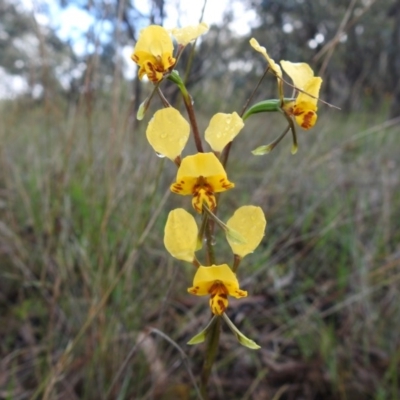 Diuris nigromontana (Black Mountain Leopard Orchid) at Black Mountain - 17 Oct 2020 by Liam.m