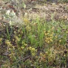 Diuris nigromontana at Point 20 - suppressed